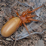 Caponia chelifera